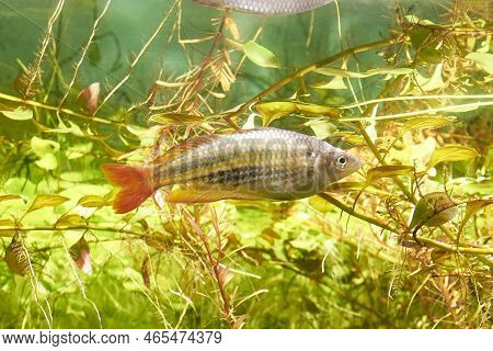 Danio Fish In Clear Water Among Algae
