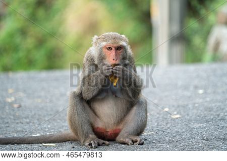 Formosan Macaque, Formosan Rock Monkey Also Named Taiwanese Macaque In The Wild.