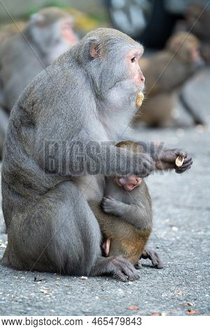 Formosan Macaque, Formosan Rock Monkey Also Named Taiwanese Macaque In The Wild.