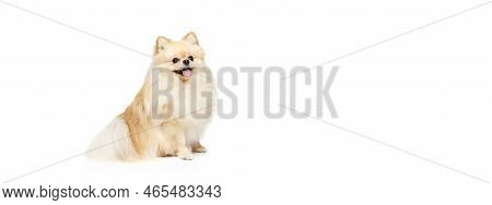 Little Purebred Dog, Cream Color Pomeranian Spitz Dog Isoltaed Over White Studio Background. Pet Loo