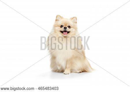 Little Purebred Dog, Cream Color Pomeranian Spitz Dog Isoltaed Over White Studio Background. Pet Loo