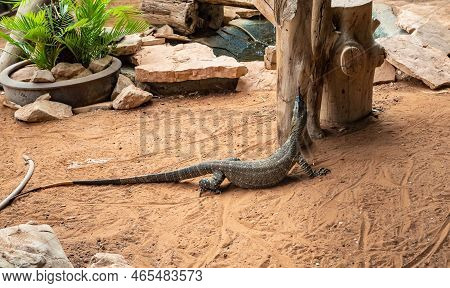 Beit Shean, Israel, October 08, 2022 : Large Monitor Lizard In An Aviary In Gan Guru Kangaroo Park I