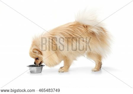 Drinking Water. Cream Color Pomeranian Spitz Dog Isoltaed Over White Studio Background. Pet Look Hap