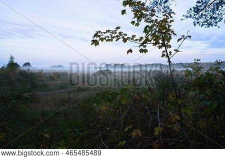 Fore Land With Fog On Grass And Heather In Denmark, In Front Of Dunes. Trees And Clouds In Mystical 