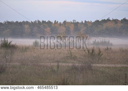 Fore Land With Fog On Grass And Heather In Denmark, In Front Of Dunes. Trees And Clouds In Mystical 