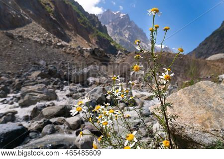 Close-up Of Growing Daisies Against The Background Of Blurred Mountains, Rivers And Rocks On A Sunny