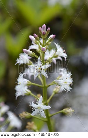 Common Bogbean White Flowers In The Spring