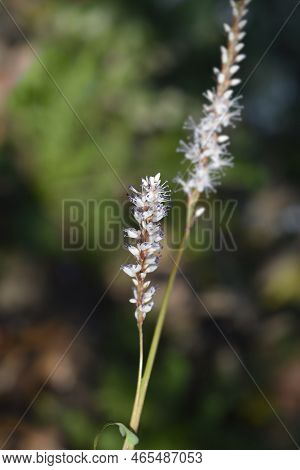 Mountain Fleece Alba Flowers In The Garden