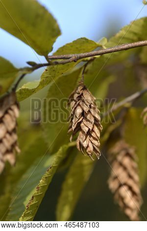 European Hop Hornbeam Branch With Broen Seeds