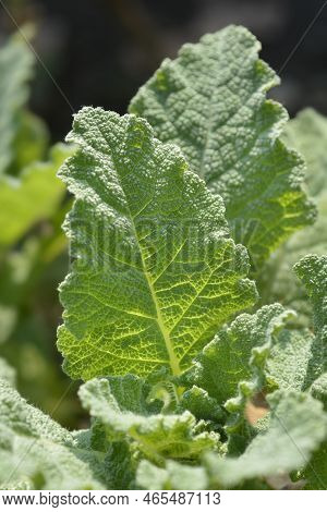 Tigitana Sage Green Leaves In The Spring