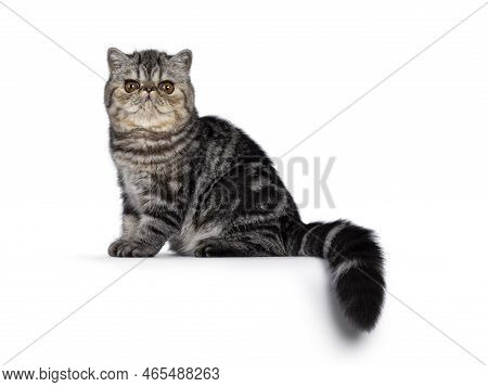 Cute Black Tabby Blotched Exotic Shorthair Cat Kitten, Sitting Side Ways On Edge. Looking Towards Ca