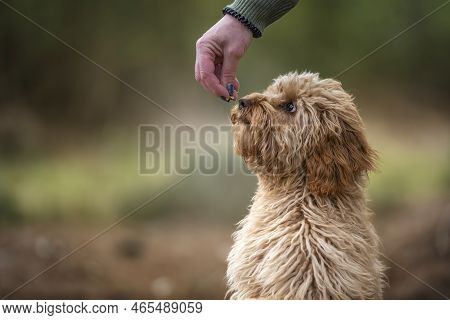 Six Month Old Cavapoo Puppy Dog Smelling A Treat Held By Her Owner