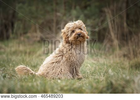 Six Month Old Cavapoo Puppy Dog Sitting In The Forest With The Wind Blowing Her Fur And Very Cute An