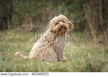 Six Month Old Cavapoo Puppy Dog Sitting In The Forest With The Wind Blowing Her Fur And Very Cute An