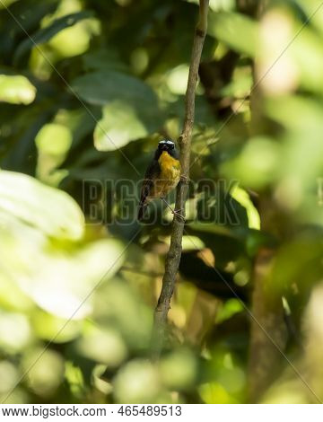 Rufous Bellied Niltava Or Niltava Sundara Bird Perched On Branch In Jim Corbett National Park Uttara