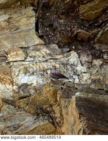 Wallcreeper Or Tichodroma Muraria A Passerine Bird On Hill Or Mountains Of Foothills Of Himalayas Ut