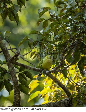 Pin Tailed Green Pigeon Or Treron Apicauda On Tree At Dhikala Jim Corbett National Park Uttarakhand 