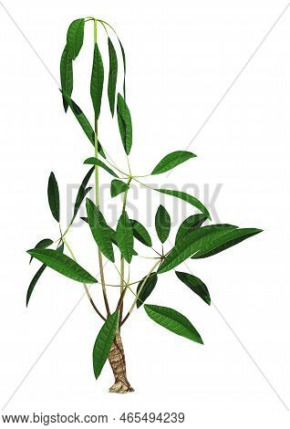 3D Rendering Pachira Aquatica Plant On White