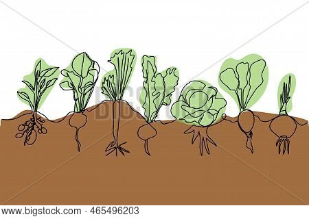 One Line Vector Set Of Ripe Vegetables, A Sketch Of A Family Of Plants Growing In The Ground.
