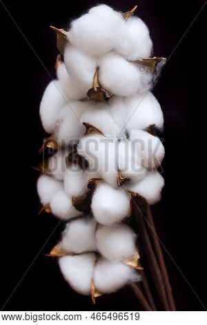 Branch With White Fluffy Cotton Flowers On A Black Background, Delicate White Cotton Flowers. Natura
