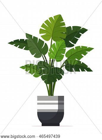 A Mostera Plant Isolated On The White Background.  Exotic Plant - Monstera Deliciosa. Tropical House