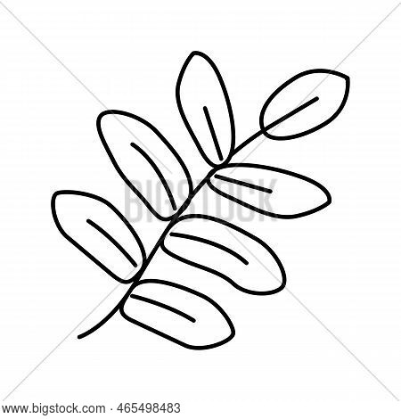 Royal Fern Tropical Leaf Line Icon Vector. Royal Fern Tropical Leaf Sign. Isolated Contour Symbol Bl