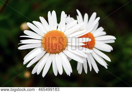 Close Up Of Matricaria Chamomilla Flowers, Commonly Known As Chamomile, Wild Chamomile Or Scented Ma