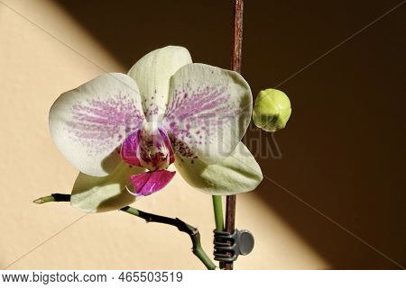 Floral Concept. Orchid Growing Tips. How Take Care Of Orchid Plants Indoors. Most Commonly Grown Hou