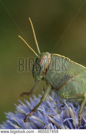 Vertical Closeup On A Green Nymph Of The Egyptian Migrating Locust Grasshopper , Anacridium Aegyptiu