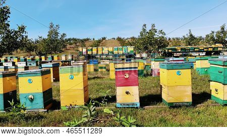 Bees In The Apiary. In The Meadow A Lot Of Bee Houses, Hives Are. Honey Production On Farm. The Bees