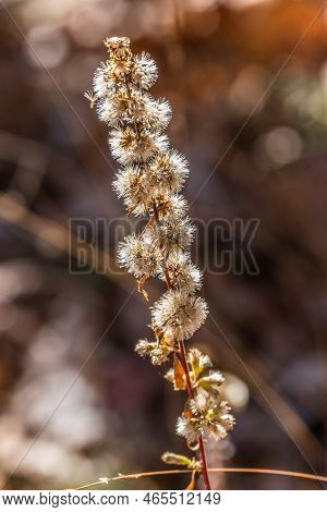 A Tall Dead Wildflower Plant Dried Full Of Seeds Ready To Disburse Highlighted By The Sunlight In Au