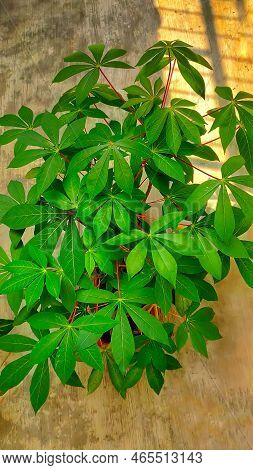 Cassava Plant Nutrient Rich Plant, The Leaves Also Edible As Vegetable Cook.