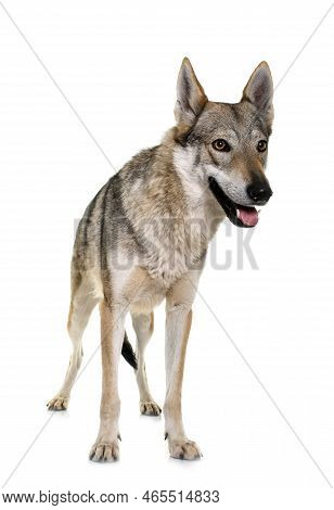 Czechoslovakian Wolf Dog In Front Of White Background