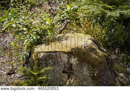 Dying Forests Due To Senseless Clearing In The Forest Tree Stump In The Forest