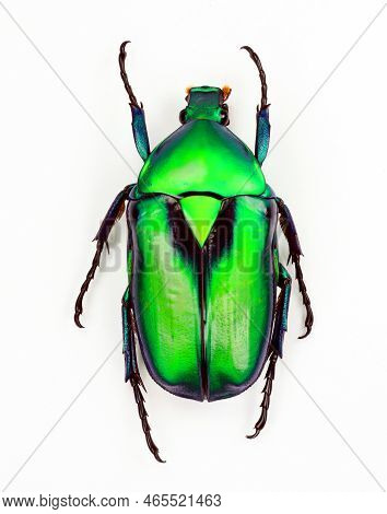 Green Beetle Isolated On White, Rhomborrhina Chatanayi Macro Close Up, Collection Beetles, Cetoniida