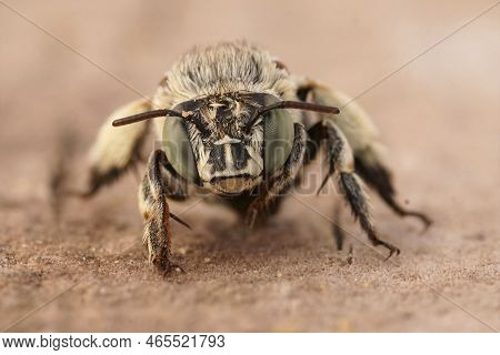 Frontal Closeup On A Mediterranean White Cheeked Digger Bee, Amegilla Albigena