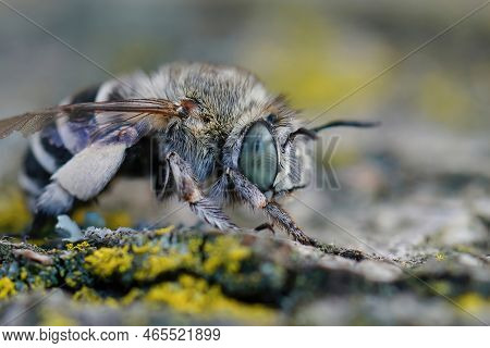 Detailed Closeup On A Cute And Hairy, White Mediterranean Cheeked Digger Bee, Amegilla Albigena Sitt