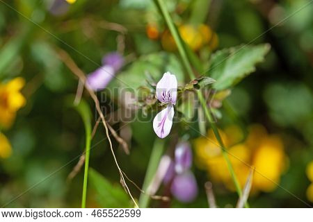 Flower Of Hypoestes Triflora In East Africa.