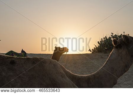 Sun Rising At The Horizon Of Thar Desert, Rajasthan, India. Dromedary, Dromedary Camels, Arabian Cam