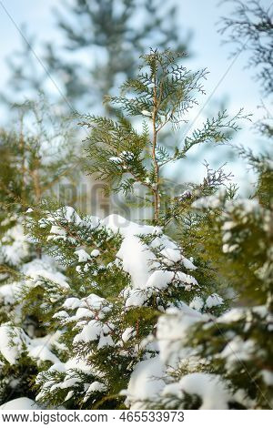 Fluffy Branches Of Tuya Bushes Covered With Fresh Clean Snow On The Background Of Blue Sky. Decorati