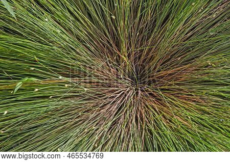 Top View Pattern Of Spread Long In Ternode Of Green And Brown Grass