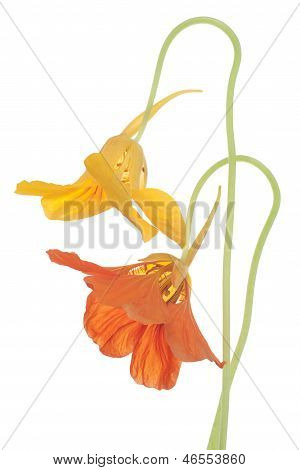 Nasturtium