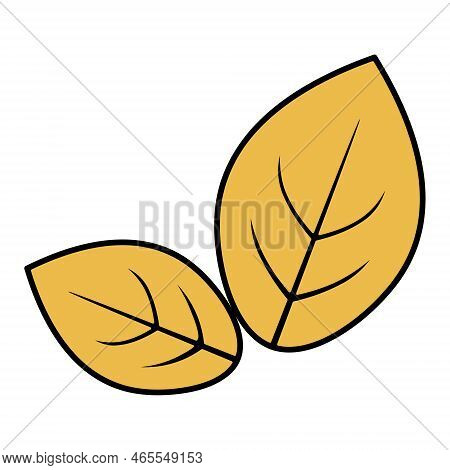 Two Yellow Leaves. Part Of A Tree With Veins. Leaves For Herbarium Oval. Color Vector Illustration. 