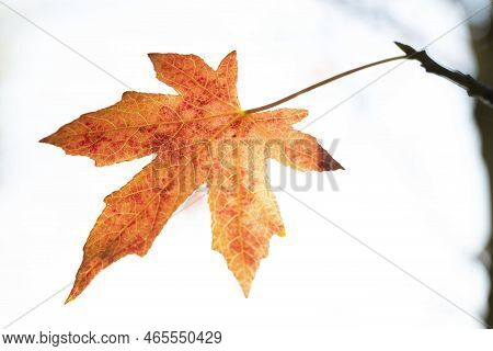 Leaves Of The Maple Tree Which Turned Orange And Red In Autumn.