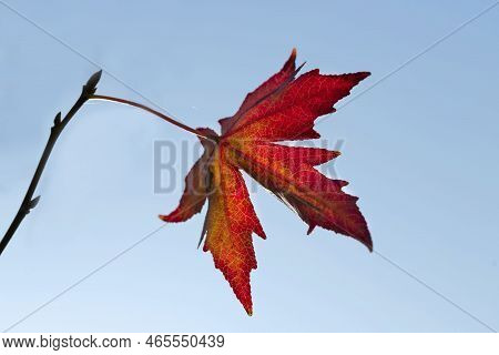 Leaves Of The Maple Tree Which Turned Red In Autumn With Blue Sky.