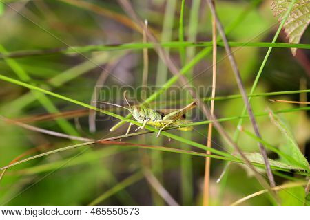 A Common Grasshopper (pseudochorthippus Parallelus) On A Grass Branch.