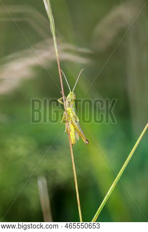 A Common Grasshopper (pseudochorthippus Parallelus) On A Grass Branch.