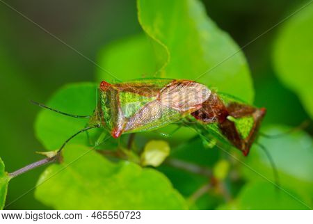 Two Trefoil Spiny Bugs, Acanthosoma Haemorrhoidale Mating.