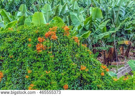 Orange Trumpet Vine Against The Backdrop Of A Banana Field In Puerto De La Cruz In Tenerife, Spain. 