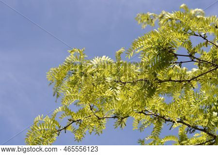 Thornless Honey Locust Branches Against Blue Sky